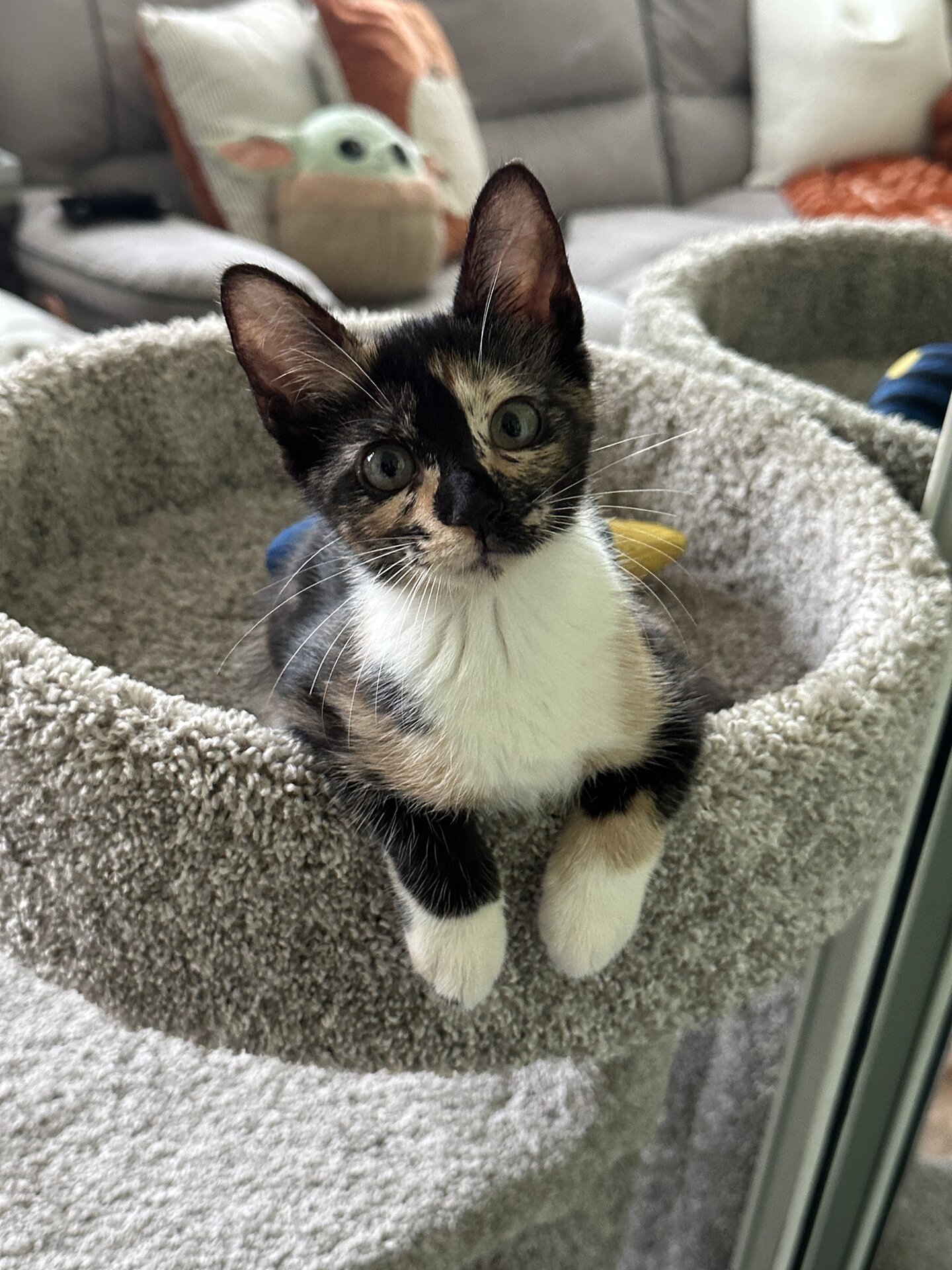 Luna the cat, curled up on the back of a couch in warm afternoon light